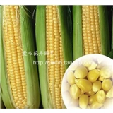 特高产的玉米种子：优良品种 金娃娃 郑单958(国审) 每包5斤