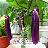 蔬菜种子 阳台种菜 盆栽 茄子种子 紫红长茄30粒