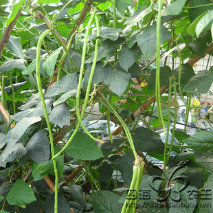 蔬菜种子 阳台种菜 盆栽 豇豆种子 油绿豆角30粒 