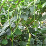 蔬菜种子 阳台种菜 盆栽 豇豆种子 油绿豆角30粒 