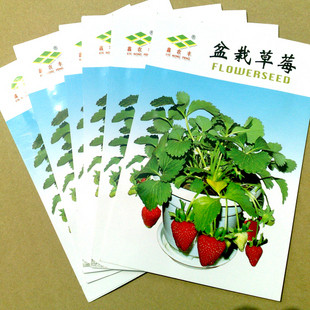 水果种子◇草莓种子◇盆栽草莓◇四季都可以种