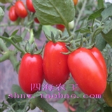  阳台种菜 盆栽 水果番茄种子 红圣女番茄50粒